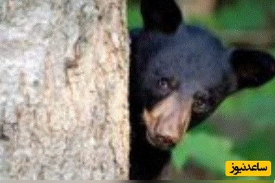 (ویدئو) مستند حیات وحش حیوانات/فرار خرس سیاه از دست گرگ‌ها به بالای درخت