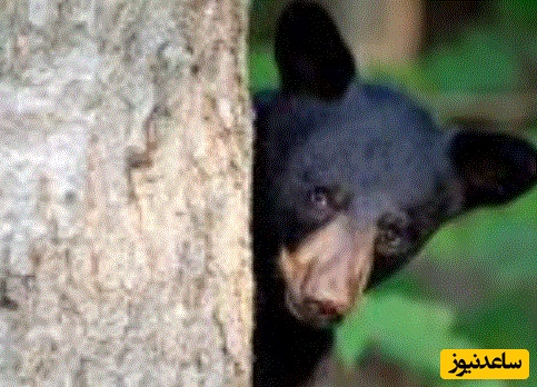 (ویدئو) مستند حیات وحش حیوانات/فرار خرس سیاه از دست گرگ‌ها به بالای درخت