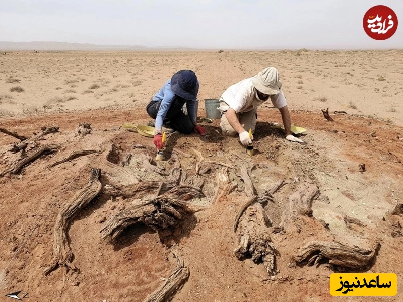  باستان شناسی