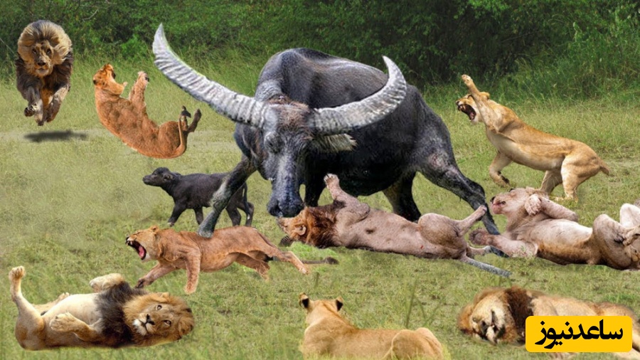 حیات وحش/ نبرد نفسگیر بوفالو با گله شیرها