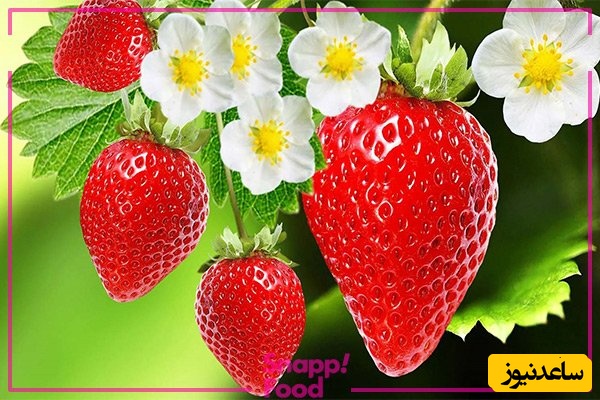 توت فرنگی