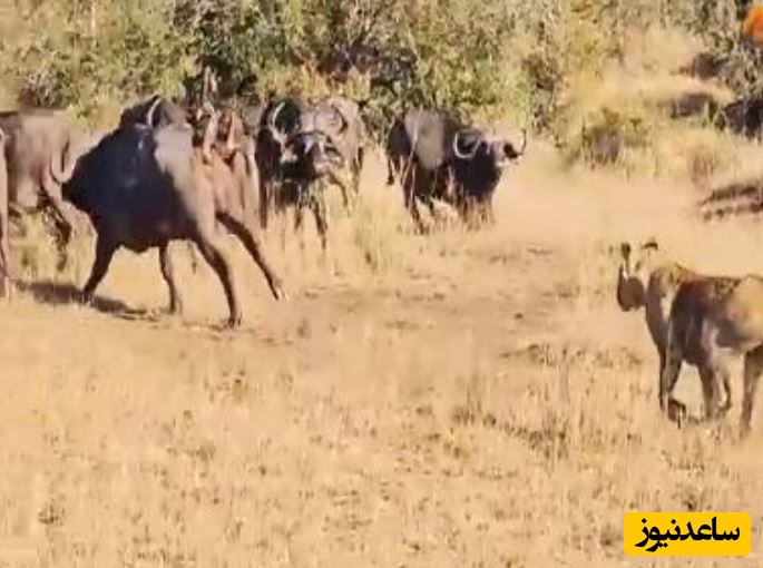 حیات وحش ؛ مستند حیات وحش حیوانات/ حمله بوفالوی عصبانی به خودروی گردشگران برای فرار از دست شیرها و کفتارها