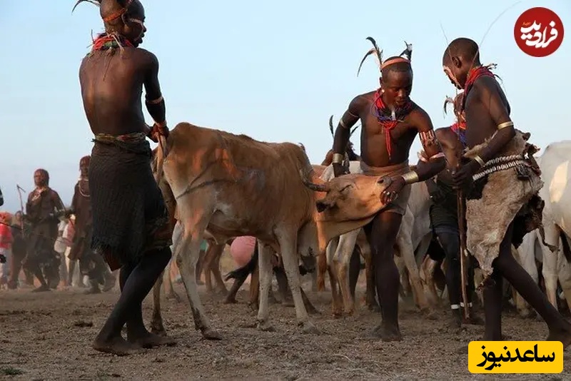 پرش روی گاو در هامار