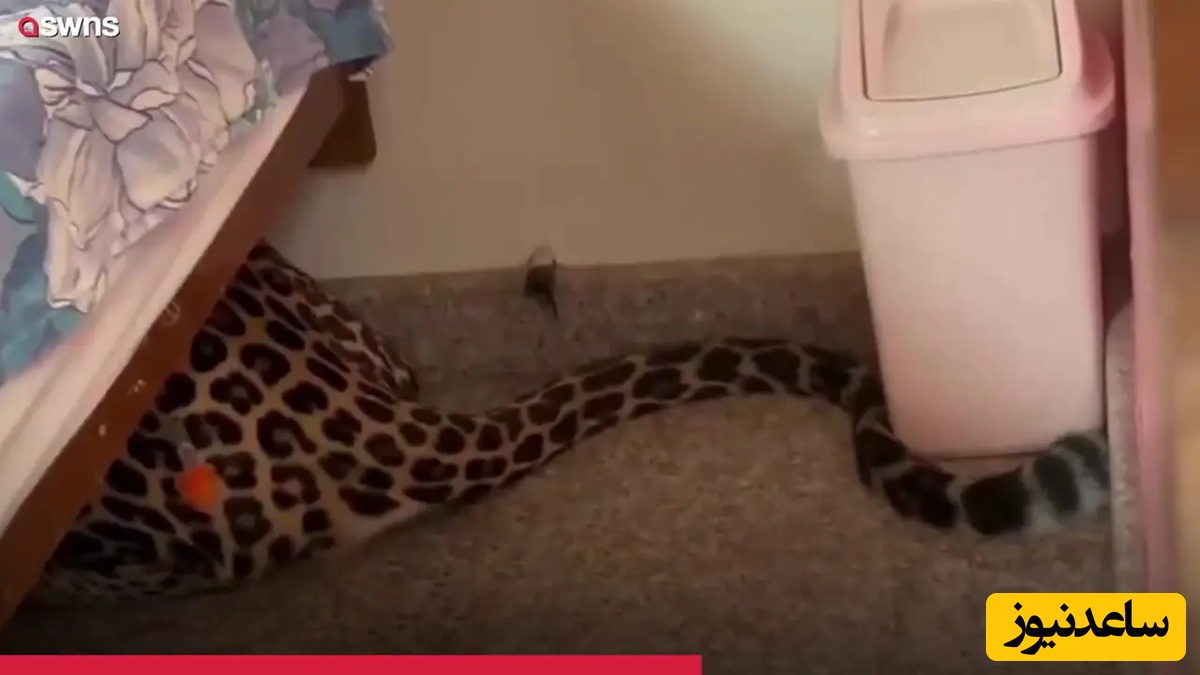 شوکه‌کننده! کشف پلنگ پنهان شده زیر تخت‌خواب در خانه+ ویدئو.