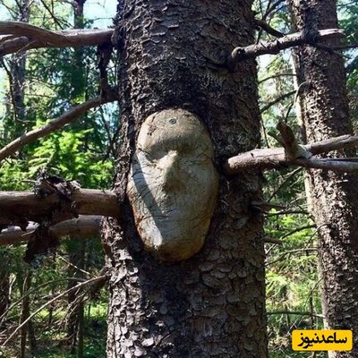 کشف حیرت انگیز یک درخت کهن که شبیه انسان است/ فقط مدل صورت و پاهاش+عکس