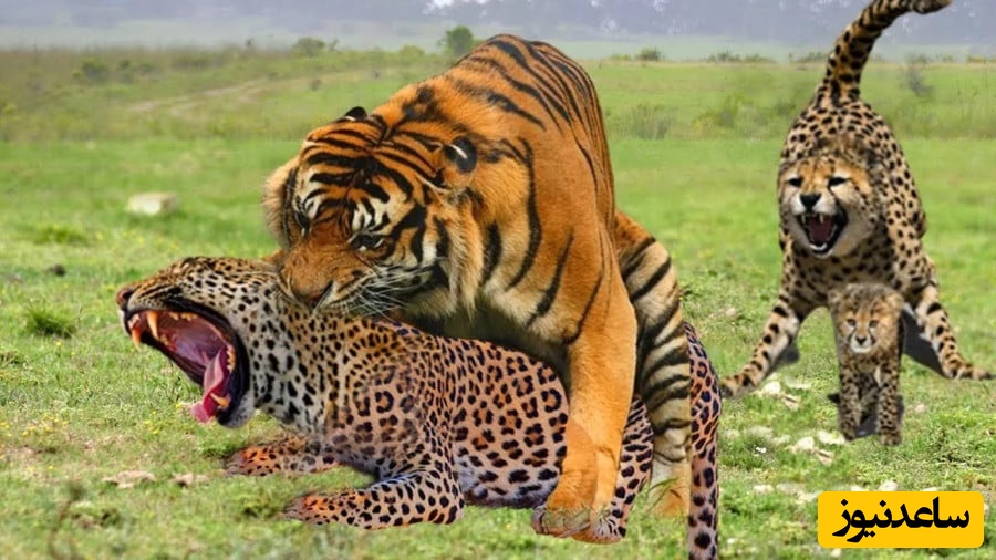 وحشت و درگیری عجیب در هند/ حمله مرگبار پلنگ به نیروی پلیس!