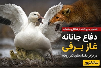 (ویدئو) مستند حیات وحش؛ تصاویر خیره‌کننده از فداکاری مادرانه؛ دفاع جانانه غاز برفی در برابر دندان‌های تیز روباه