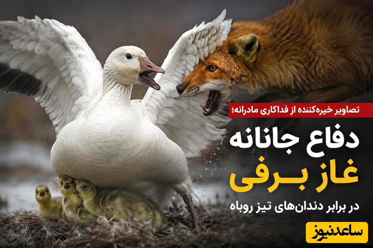 (ویدئو) مستند حیات وحش؛ تصاویر خیره‌کننده از فداکاری مادرانه؛ دفاع جانانه غاز برفی در برابر دندان‌های تیز روباه