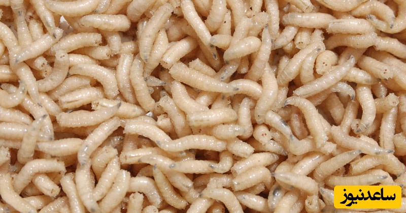 لارو درمانی جان مادرم را نجات داد