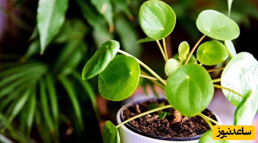 گیاهان آپارتمانی