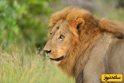 (ویدئو) ببینید ماده شیر چطور جفتش رو از دست کفتارها نجات میده