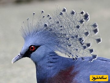 ویژه علاقه مندان به مستند حیات وحش حیوانات: کبوتر طاووسی؛ زیباترین و کمیاب‌ترین کبوتر جهان/ قربون عظمتت خدا، فقط رنگشو ببین انگار رنگین کمانه