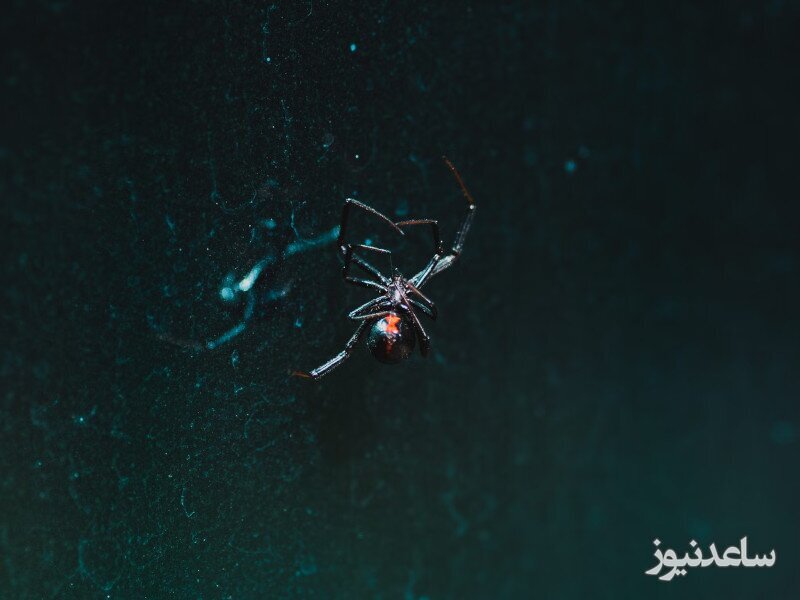 خطرناک ترین عنکبوت دنیا در ایران 