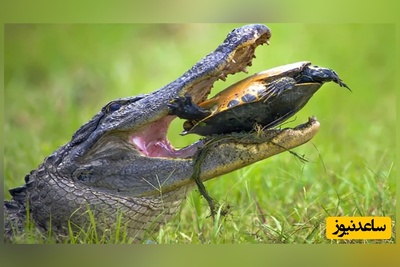 (ویدیو) نبرد بقا در طبیعت: قدرت آرواره‌های تمساح در مستند حیات‌وحش/ لاک لاک‌پشت چقدر مقاوم است؟
