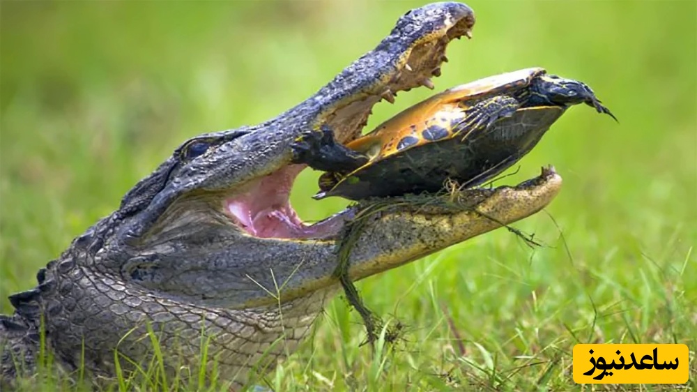 (ویدیو) نبرد بقا در طبیعت: قدرت آرواره‌های تمساح در مستند حیات‌وحش/ لاک لاک‌پشت چقدر مقاوم است؟
