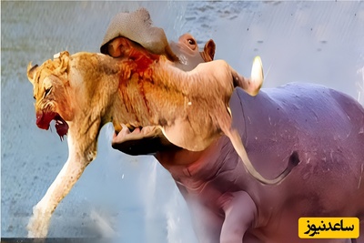 ویدئوی حیات وحش روز؛ این ماجرای راز بقا: نبرد نفسگیر اسب آبی و شیر نوجوان!