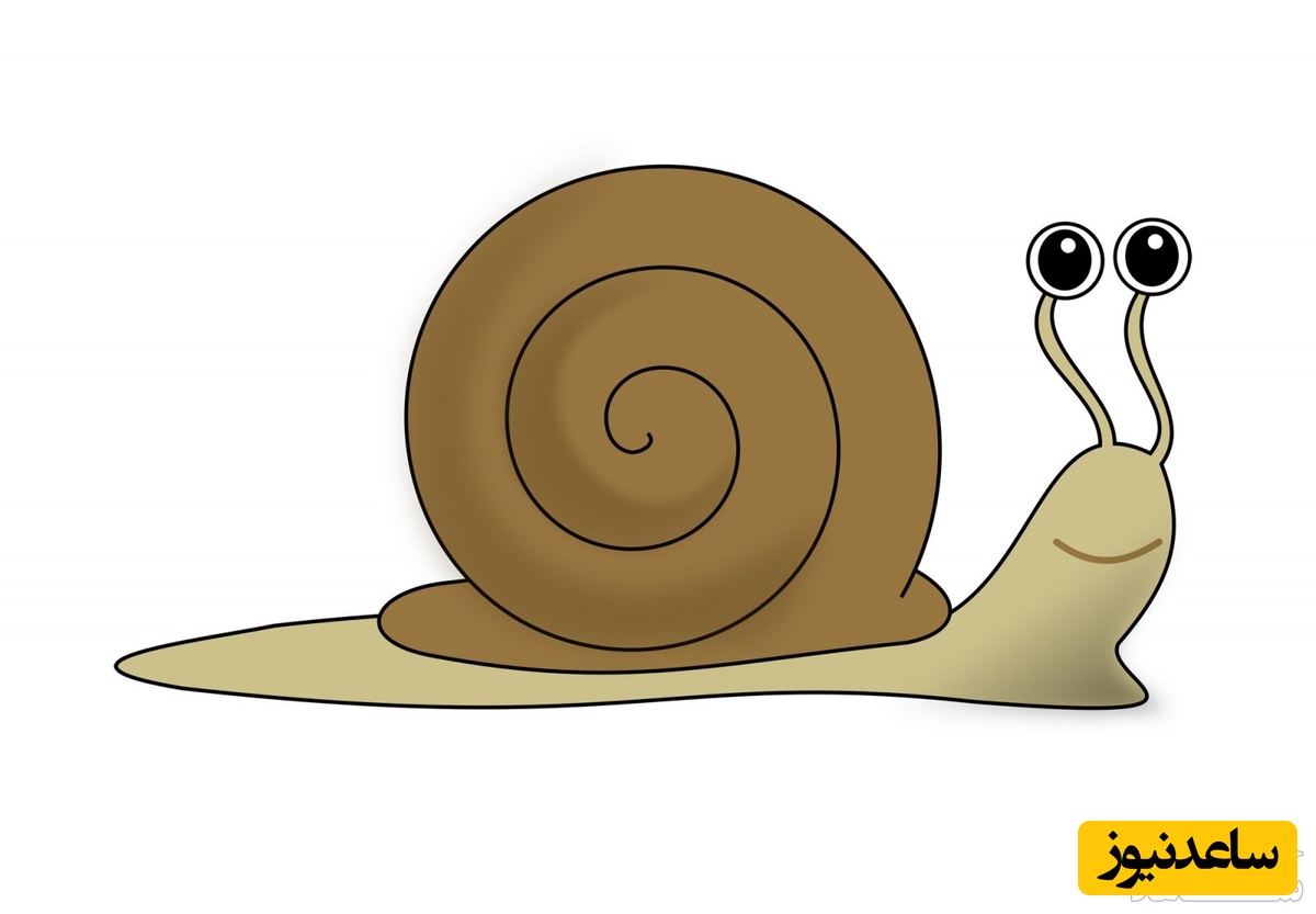 دیدن حلزون در خواب چه تعبیری دارد؟ / تعبیر خواب حلزون