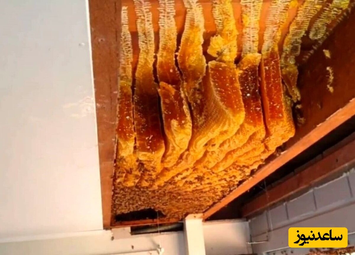 (ویدئو) کشف یکی از بزرگترین کندو عسل‌های جهان در سقف یک خانه