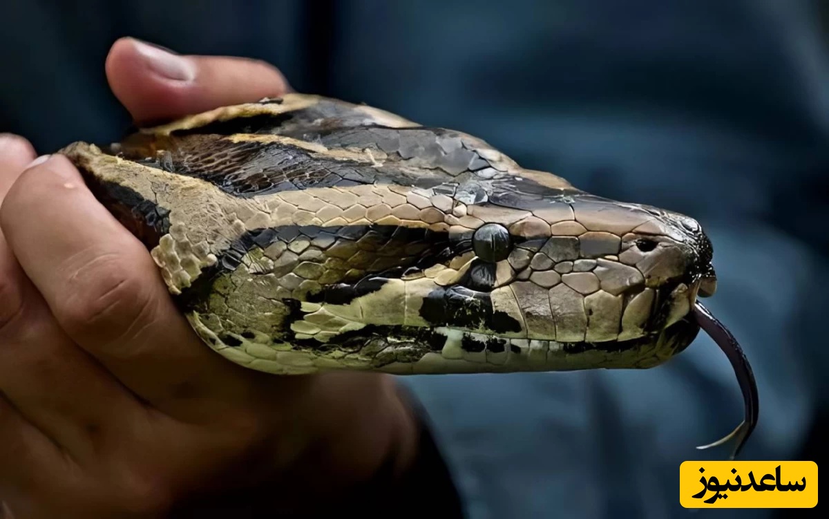 مجادله تماشایی و هولناک مار پیتون و کبری + فیلم