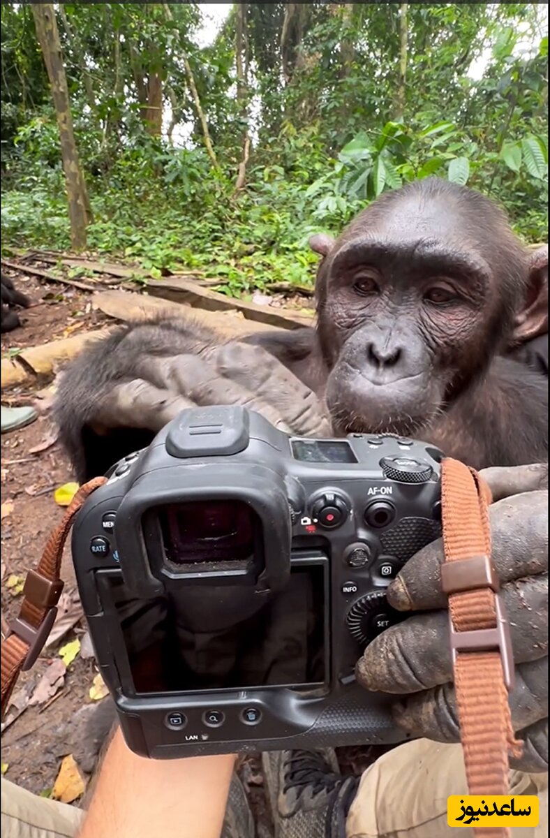 (فیلم) واکنش جالب و کنجکاوی بیش از حد یک شامپانزه در برخورد با دوربین عکاسی یک مستندساز