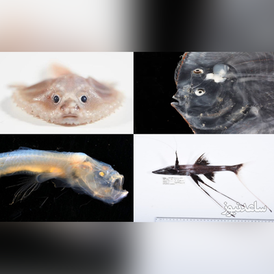 کشف ماهی های عجیب الخلقه در استرالیا / از خفاش ماهی گرفته تا عنکبوت ماهی + تصاویر