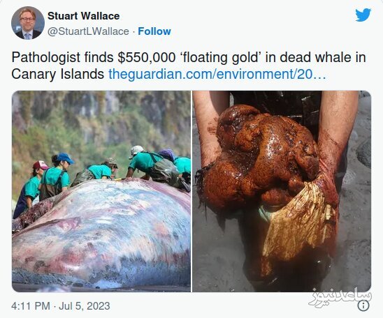 گنجی که از دل نهنگ کشف شد