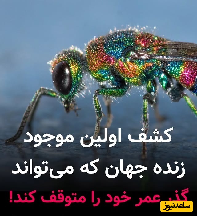 کشف شگفت‌انگیز اولین موجود زنده جهان که می تواند گذر عمر خود را متوقف کند