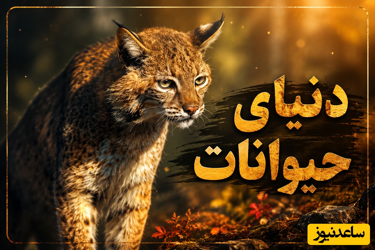 (ویدئو) مستند حیات وحش حیوانات/ راز بقا، این داستان: رویارویی نفس گیر میان یک شکارچی و یک گربه سان وحشی در قلب جنگل