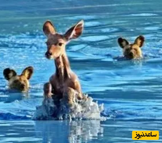 حیات وحش ؛ مستند حیات وحش حیوانات/   لحظه شکار کودو در آب توسط سگ های وحشی در آفریقای جنوبی