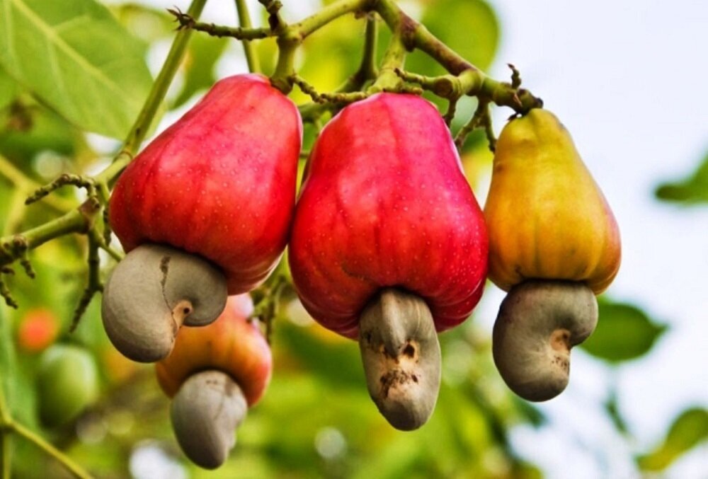 میوه سمی بادام هندی با ظاهری عجیب