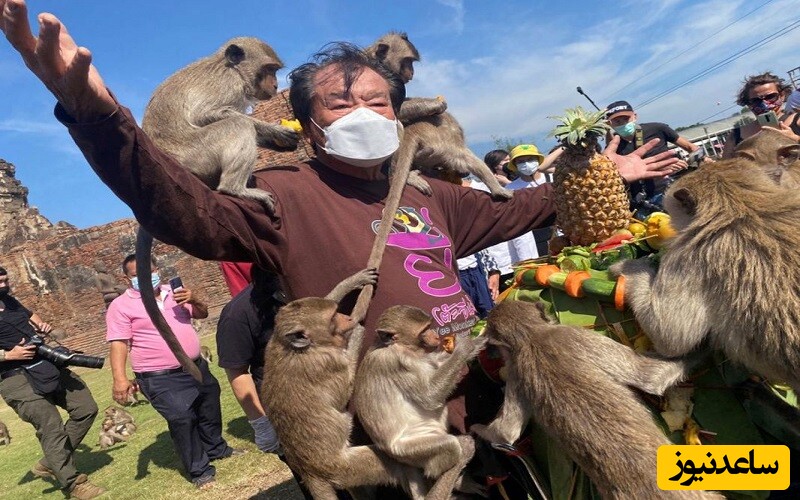 توقف زندگی در شهر لوپیوری تایلند در اثر حمله میمون‌ها