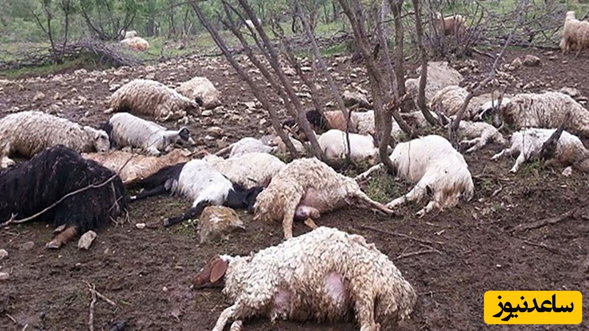 خفه شدن چوپان با 100 گوسفندش در کابین تریلی+ویدئو