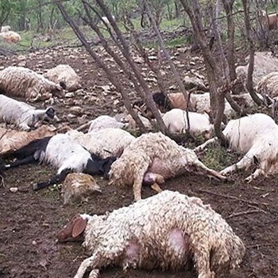 خفه شدن چوپان با 100 گوسفندش در کابین تریلی+ویدئو