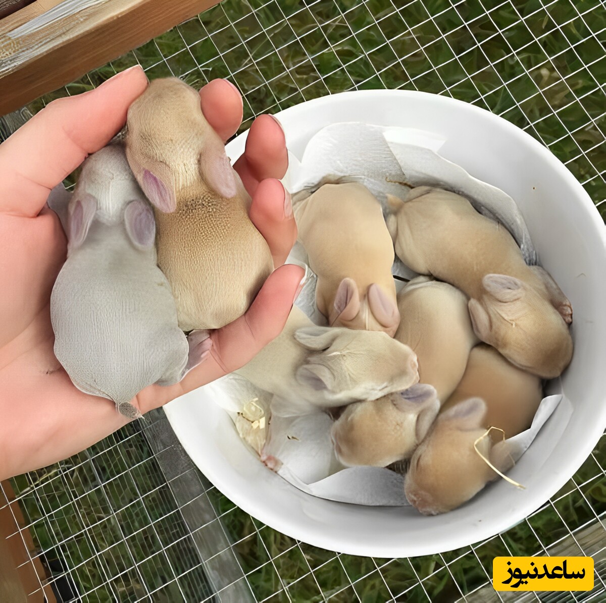 همه‌چیز درباره بارداری و زایمان خرگوش؛ نکات علمی و کاربردی برای پرورش‌دهندگان