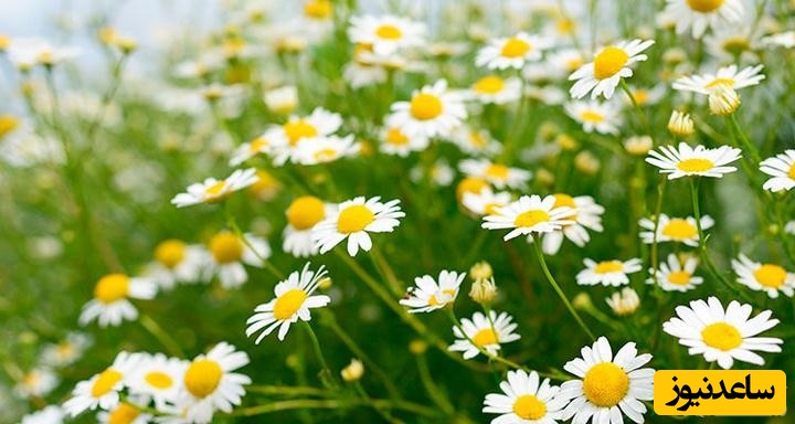 درمان های خانگی برای لیپوما کدام‌اند؟