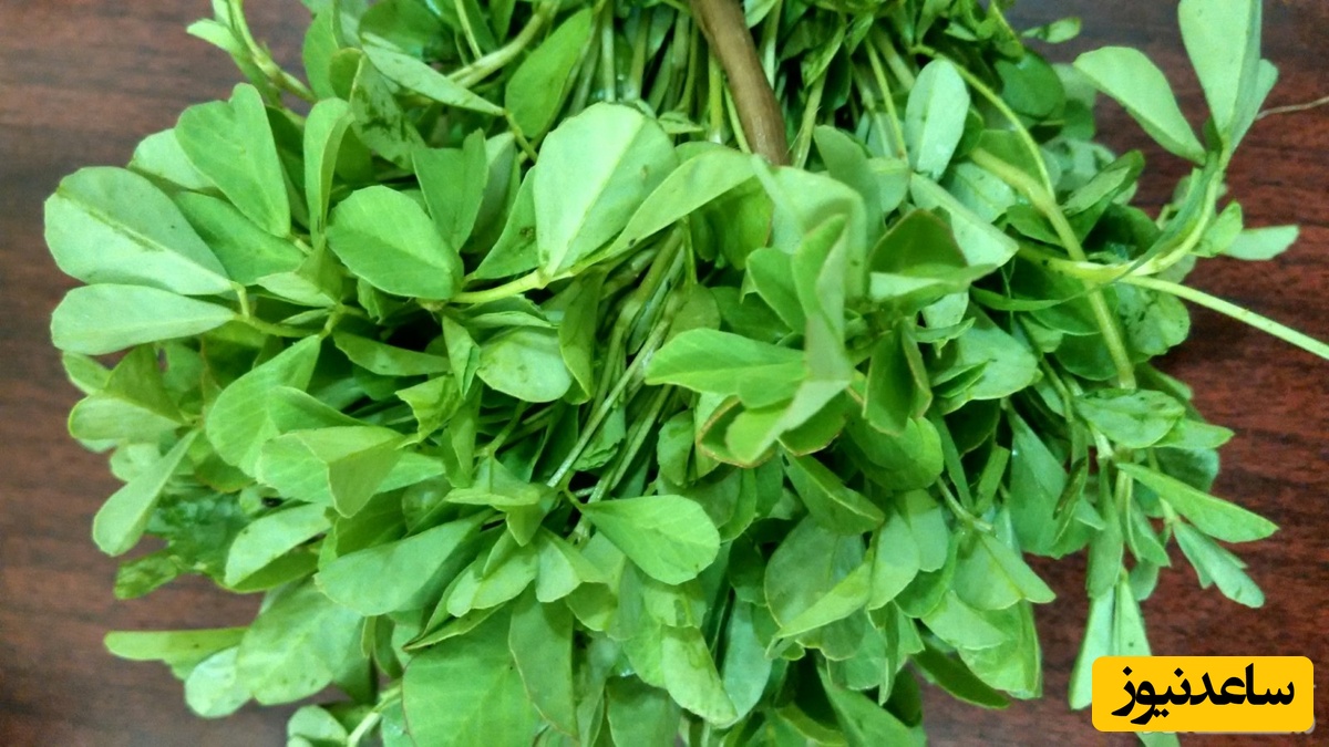 دیدن شنبلیله در خواب چه تعبیری دارد؟ / تعبیر خواب شنبلیله