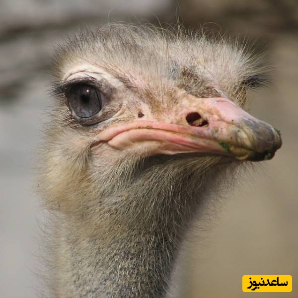 دیدن شتر مرغ در خواب چه تعبیری دارد؟ / تعبیر خواب شتر مرغ