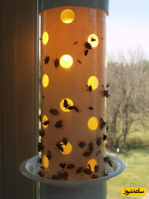 دیدن تله حشرات در خواب چه تعبیری دارد؟ / تعیر خواب تله حشرات