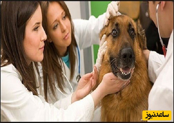 منابع دروس آزمون رشته زیست شناسی جانوری - سلولی و تکوینی و ضرایب آن در مقطع دکتری