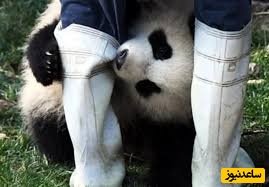 (ویدئو) حمله ترسناک و ناگهانی خرس پاندای خشمگین به نگهبان باغ وحش در چین خبرساز‌ شد!