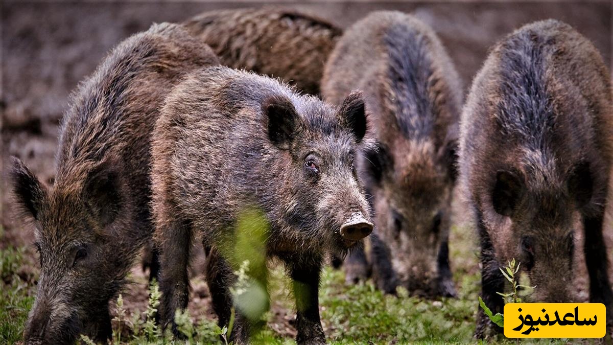 (ویدئو) حمله گرازهای وحشی به روستایی در استان مرکزی! کشاورزان فریاد کمک سر دادند!