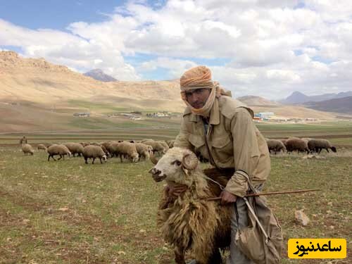 خلاقیت منحصربفرد چوپان برای کنترل گوسفندانش از راه دور حماسه آفرید+ویدئو /لامصب سلطان امنیت منطقه فقط خودت😂