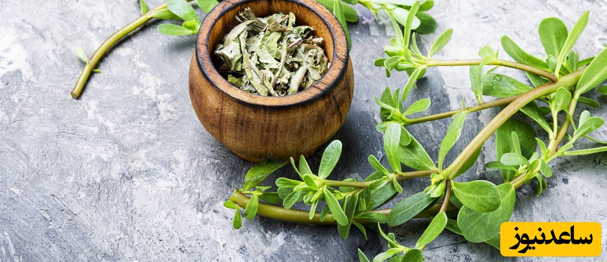 آیا می توان در بارداری گیاه خرفه خورد؟