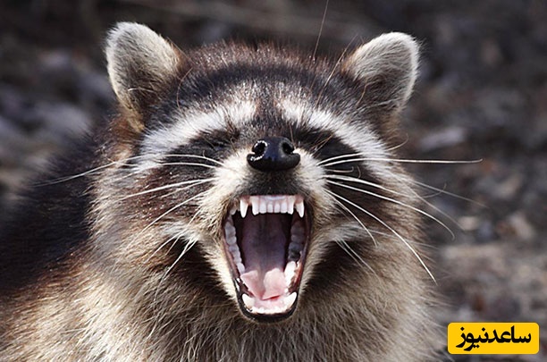 (ویدیو) مستند حیات وحش/ شجاعت در طبیعت؛ رویارویی یک راکون با پنج کایوت