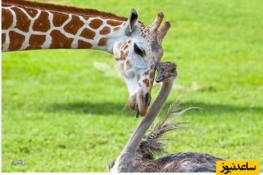 ببینید| رویارویی زرافه و شترمرغ؛ خیره شدن برای رقیب؟