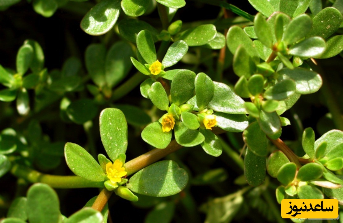 دیدن خوردن پر پهن در خواب چه تعبیری دارد؟ /  تعبیر خواب پرپهن