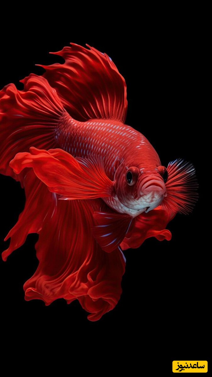 دیدن ماهی در خواب چه تعبیری دارد؟ / تعبیر  خواب ماهی