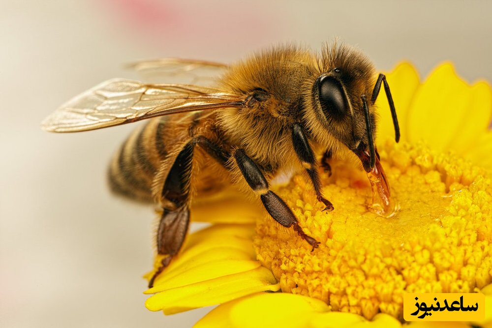 ویدیویی جالب از دو زنبور نگهبان که زنبورهای کارگر را قبل از ورود به کندو بازرسی می کنند