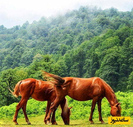 ت