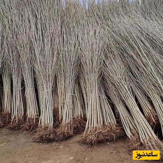 خرید نهال صنوبر یارانه‌ای یکساله با قیمت استثنایی 7 هزار تومان نهال میوه وگردو 3ساله35هزارتومان  از نهالستان غرب نهال ارسال به کل ایران